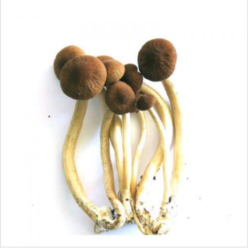 Chaxin Mushroom-Agrocybe Chaxingu Huang