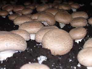 Fresh Portabella Mushroom