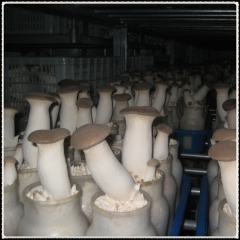 200g bottle cultivation Eryngii mushroom