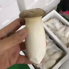Fresh bottle cultivation Eryngii mushroom for export