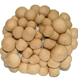 Fresh Brown Shimeji Mushroom for Air-shipment