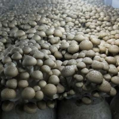Fresh Brown Shimeji Mushroom for Air-shipment