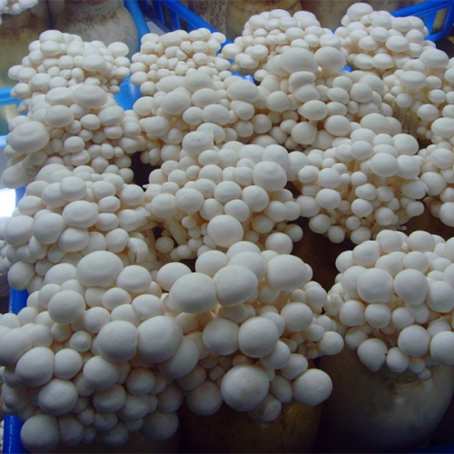 White Shimeji Mushroom for Air-shipment|Hyjpsizygus marmoreus