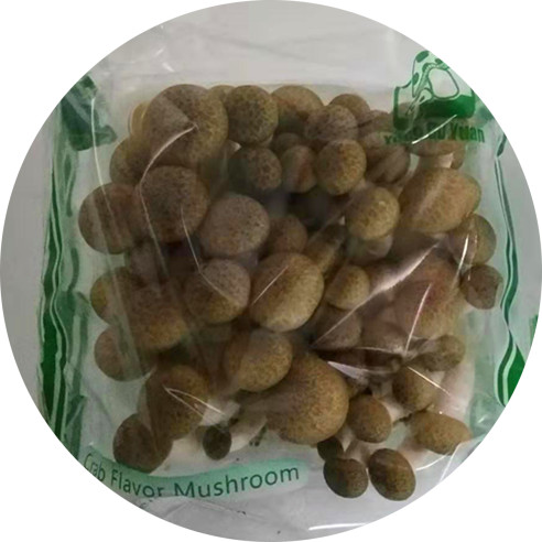 Fresh Brown Shimeji Mushroom for Sea-shipment|Hyjpsizygus marmoreus Hypzigus
