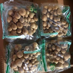 Fresh Brown Shimeji Mushroom for Sea-shipment|Hyjpsizygus marmoreus Hypzigus