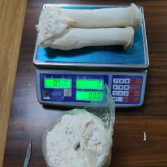 1.45 kgs Eryngii Mushroom Spawn| High yield, easy control