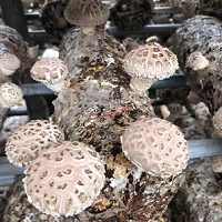 1.60kg Flower Shiitake Mushroom Spawn