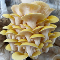 Golden Oyster Mushroom Spawn
