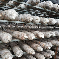 1.40 kg Fungimart Shiitake Mushroom Spawn| High yield